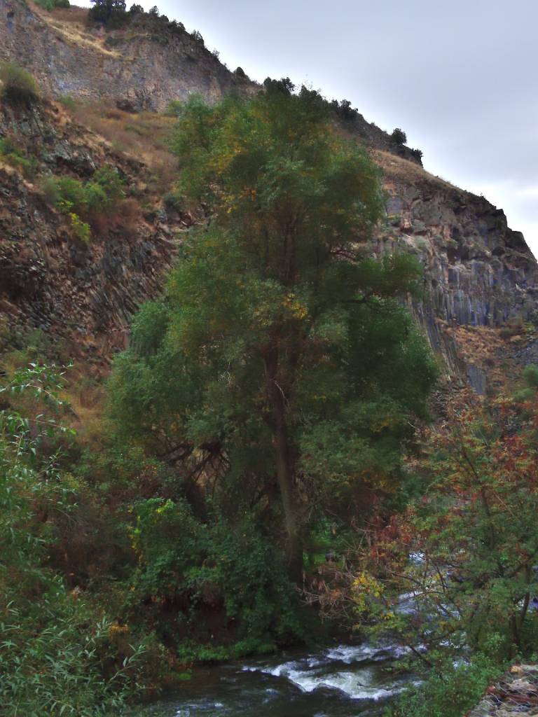 DSCN2396.JPG - Die Schlucht ist nicht nur wegen der Steine sehenswert.