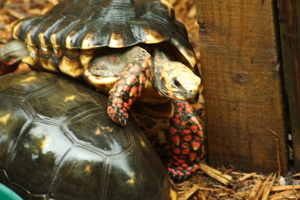 IMG_0146.JPG - Ich weiß nicht, was die Schildkröte hat, aber es sind auf jeden Fall keine Masern…