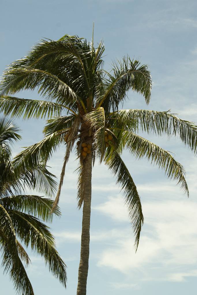 IMG_0317.JPG - Ein Palme mit Himmel im Hintergrund