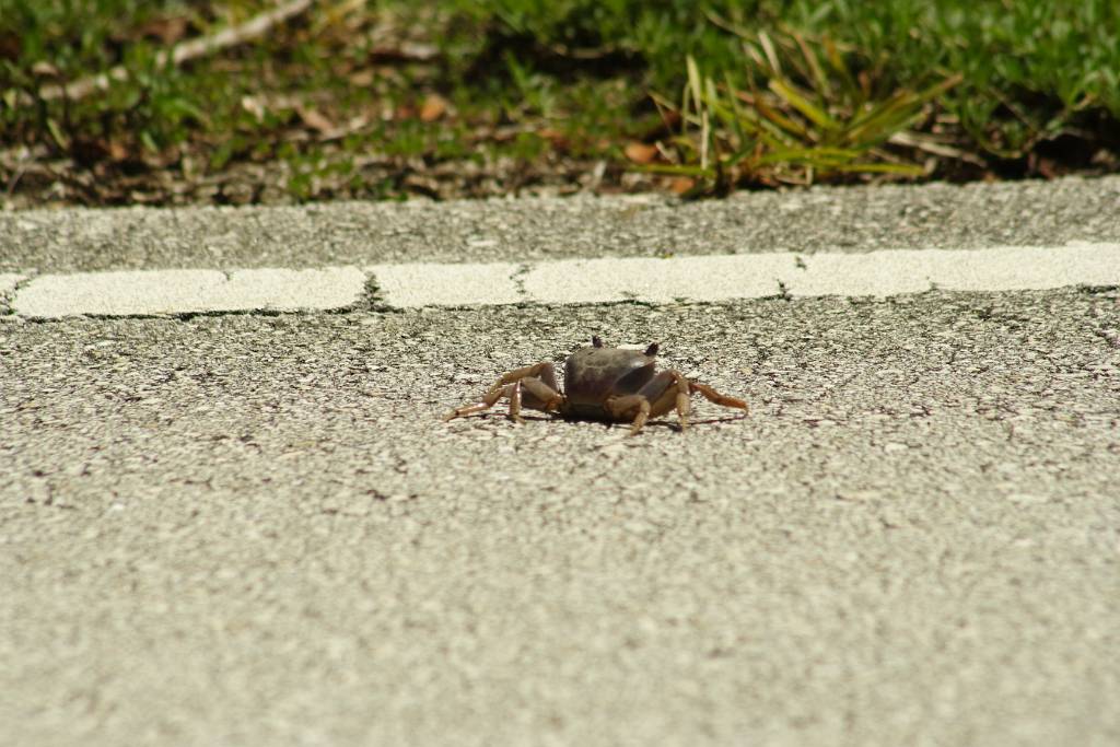 IMG_0326.JPG - Beim Rausfahren aus dem National Park queren die Krebse die Straße! Jetzt kommen Krebsfotos! Yepppeeeeeee