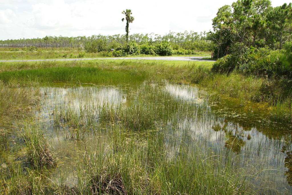 IMG_0329.JPG - Die Everglades