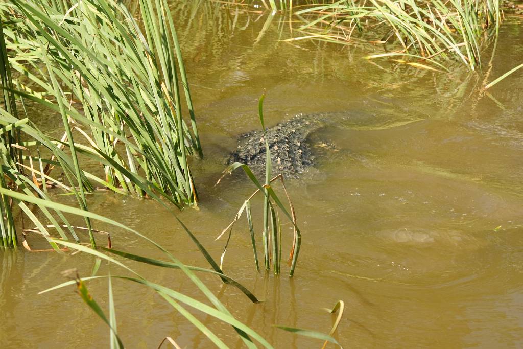 IMG_0334.JPG - Alligator