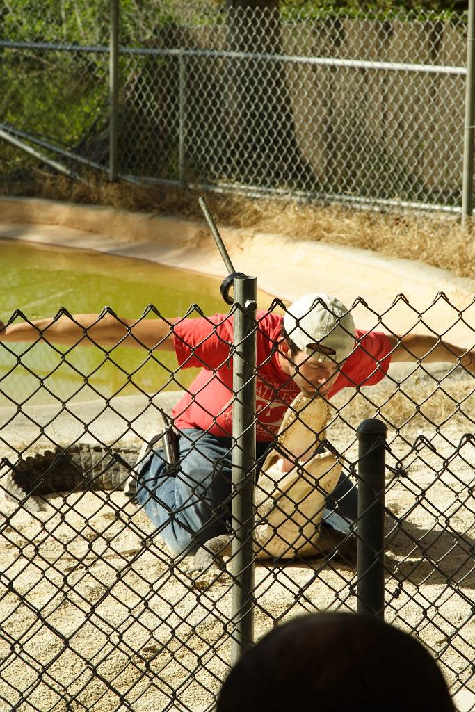 IMG_0346.JPG - Die Show war auch noch in dieser Farm! Dort hat man viel machen können! Zuerst die Airboat Ride, dann kann man bei einer Fütterung von den Krokodilen und den Alligatoren dabei sein und eben diese Show. Ansonsten hat man sich noch Flamingos, den Florida Panther und Schildkröten anschauen können...