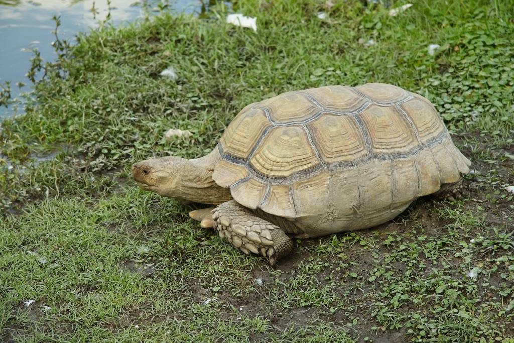 IMG_0348.JPG - Eine Schildkröte