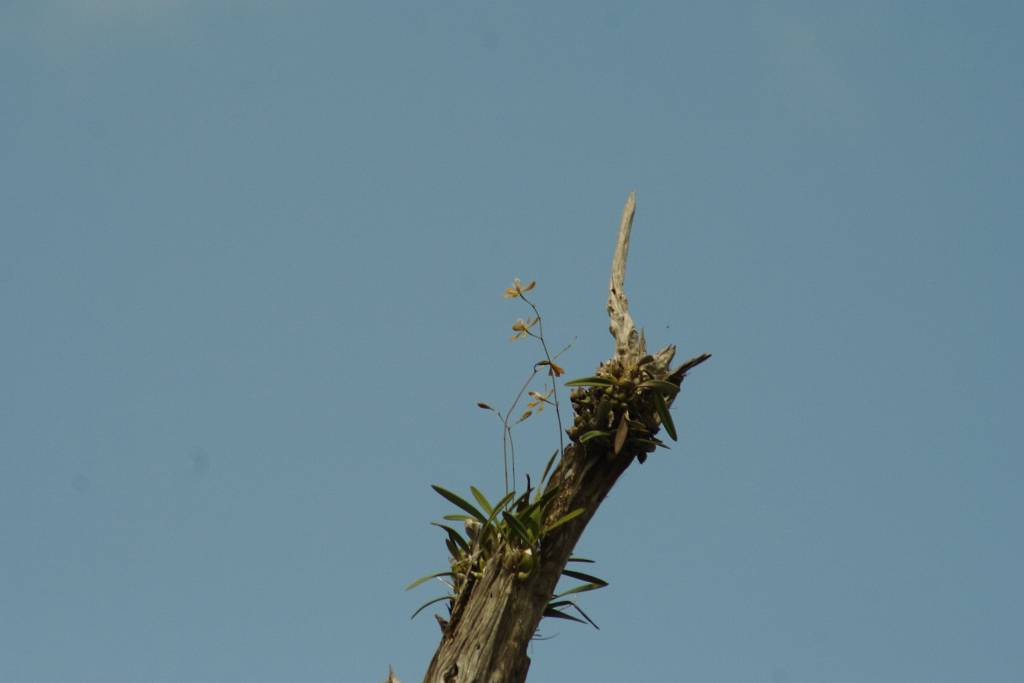 IMG_0371.JPG - keine Ahnung was man da sehn soll - Anmerkung gerhard eine Orchidee