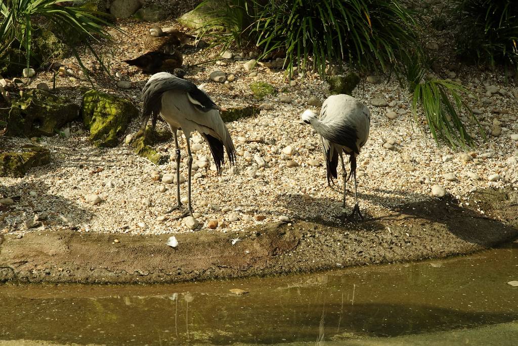 IMG_0725.JPG - Vögel… welche weiß ich nicht!