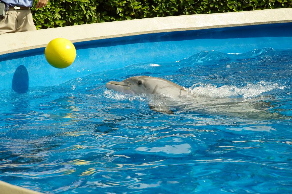 IMG_0726.JPG - Der  Delphin schießt dir den Ball zu!!! Aber auch nicht immer…