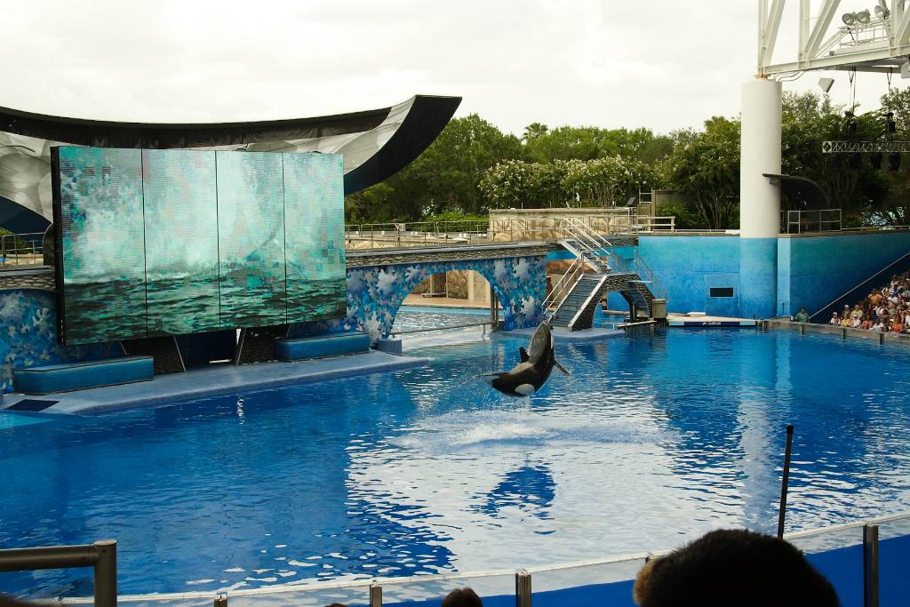 IMG_0803.JPG - Das ist Shamu