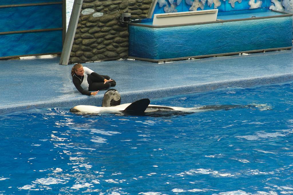 IMG_0810.JPG - Shamu stellt sich tot