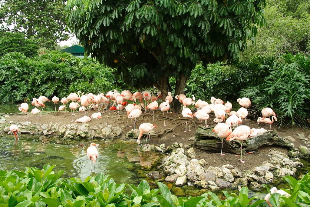 IMG_0908.JPG - Flamingoooooooooos in Sea World