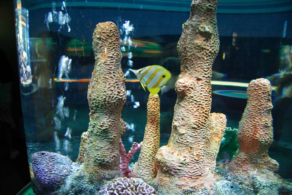 IMG_1004.JPG - Nachher im Aquarium, wo man alle Fische von "Findet Nemo" anschauen kann…