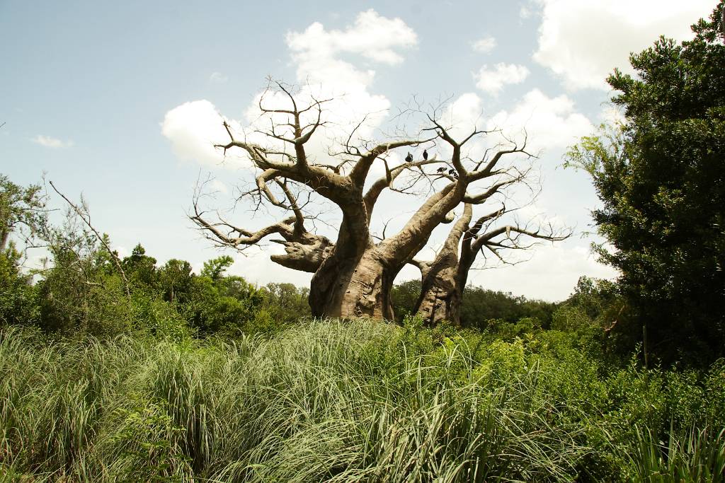 IMG_1137.JPG - ein komischer Baum