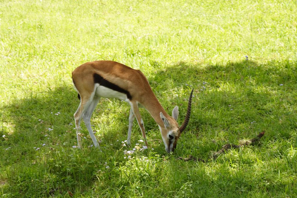 IMG_1139.JPG - eigentlich fast alle Tiere dort gibt’s auch in Schönbrunn! Das war dann ja auch der Grund, warum wir nicht mehr zu den Busch Gardens gefahren sind! Einer zumindest! Der 2. war ja, weil dort fast alle Attraktionen Achterbahnen sind und der Gerhard hat sich dann geweigert dort hinzufahren und allein darf ich ja nicht!!!!!! UUUUUhhhhh