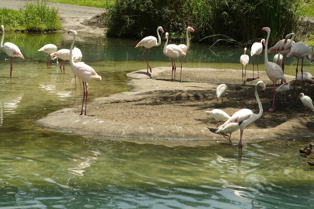 IMG_1145.JPG - Langfüßige Schwanartige Flamingos