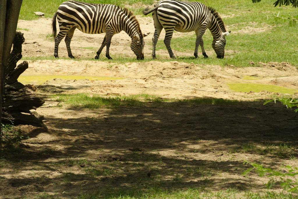 IMG_1147.JPG - Zebras