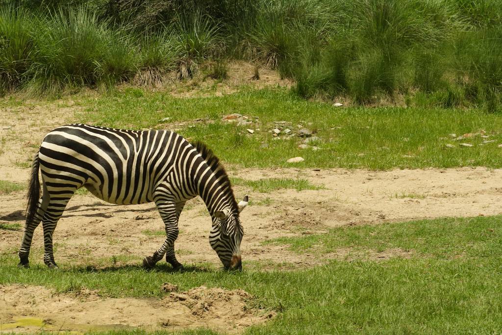 IMG_1148.JPG - und noch mal ein Zebra *schnarch*