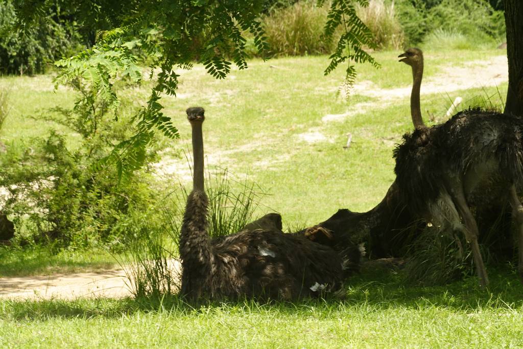 IMG_1150.JPG - Jö! Die Tiere hab ich schon in Schönbrunn nicht leiden können, weil einem die in die Autoscheibe gespuckt haben! Oder zumindest dich fressen wollten! Blöde Viecher