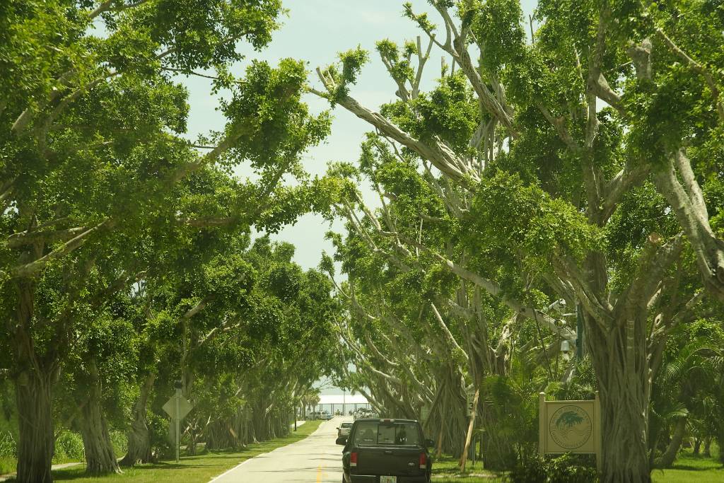 IMG_1351.JPG - Baumallee am Weg zum Strand ober Palm Beach