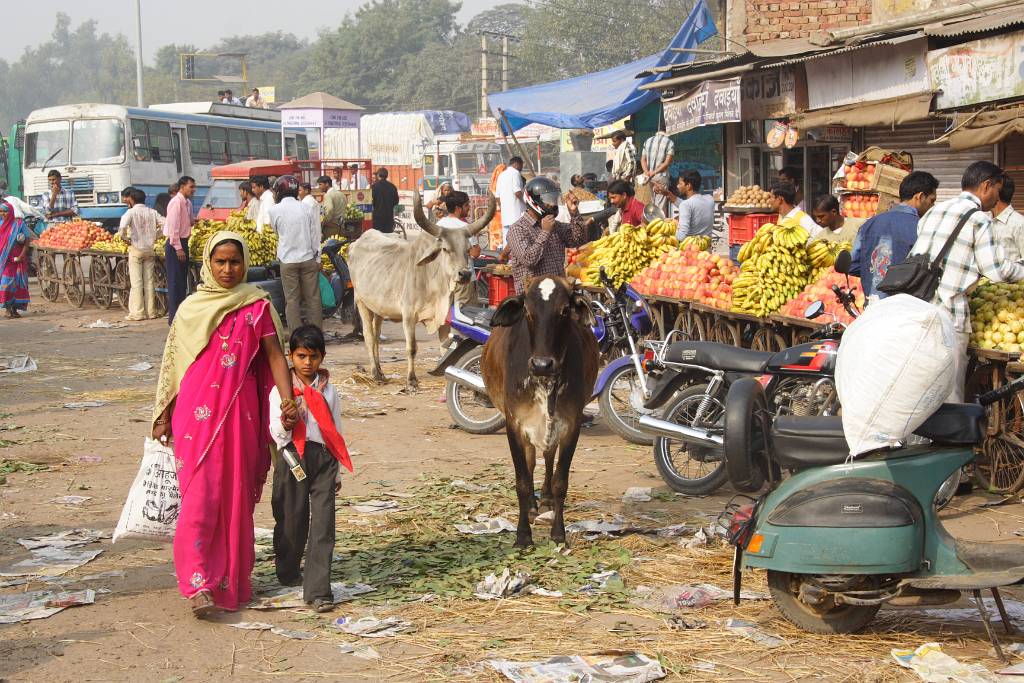 IMG_3963.JPG - Kühe sind in Indien ein heiliges Tier. Das einzige was verwendet wird ist die Milch. Die Tiere laufen zwar frei herum, gehören aber irgendjemanden, der sie melkt. Wenn die Kühe an Altersschwäche sterben, dann werden sie verbrannt, weil alles als heilig gilt.
