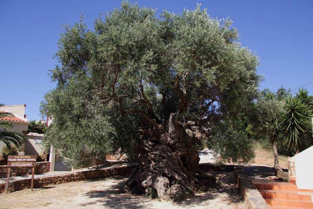 IMG_1845.JPG - Dort gibt es den angeblich grössten und ältesten Olivenbaum Kretas.