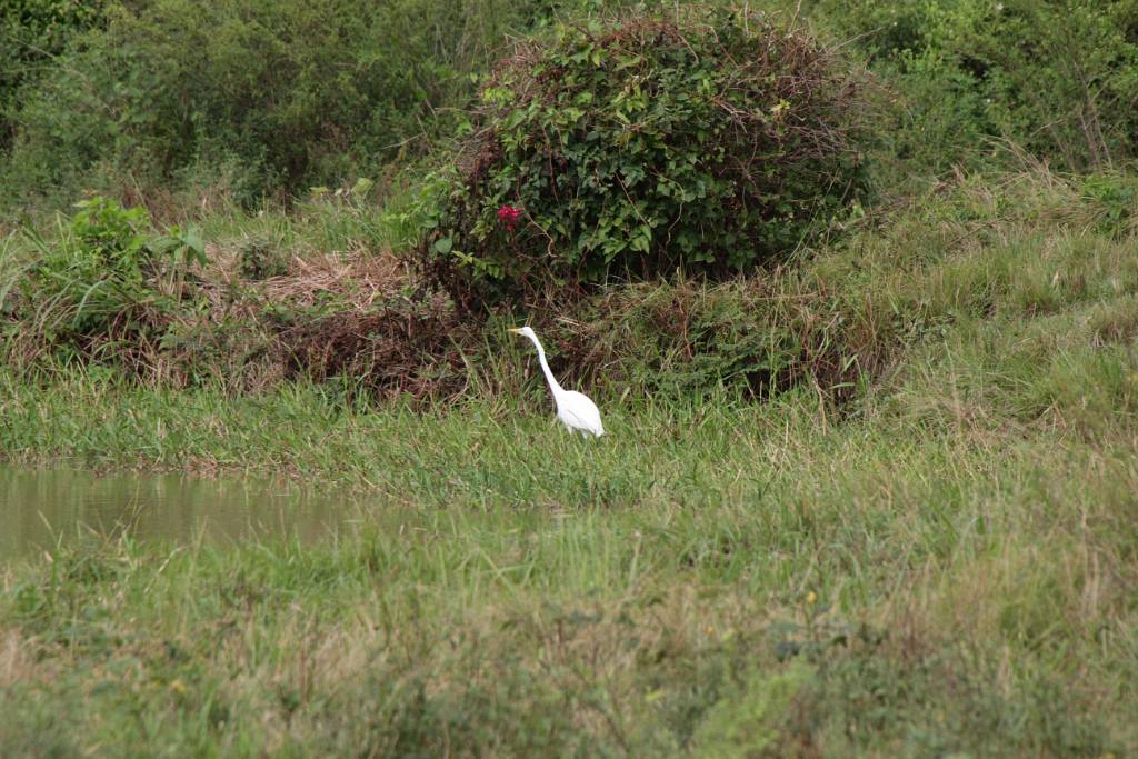 IMG_4819.JPG - Reiher macht auch Pause.