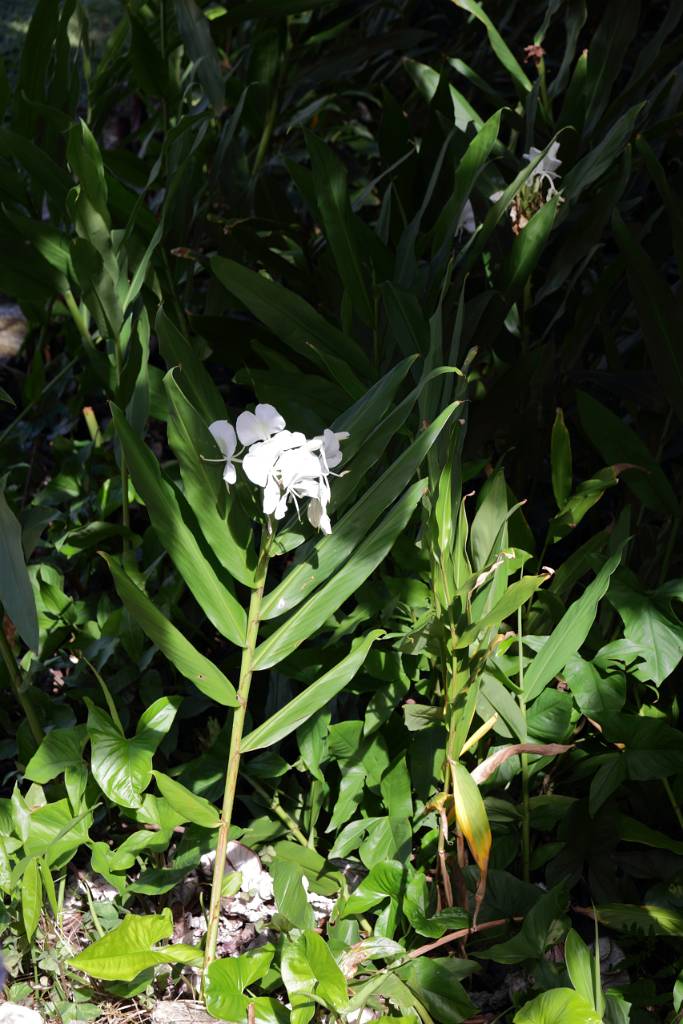 IMG_4912.JPG - Die "Mariposa Blanca", zu Deutsch "weißer Schmetterling" oder Schmetterlingsjasmin, ist die Nationalblume von Kuba. Sie ist mehr als eine zufällig ausgewählte Blume. Während der kubanischen Revolution gegen die Spanier, die Ende des 19. Jahrhunderts stattfand, war sie von großem Nutzen. ....