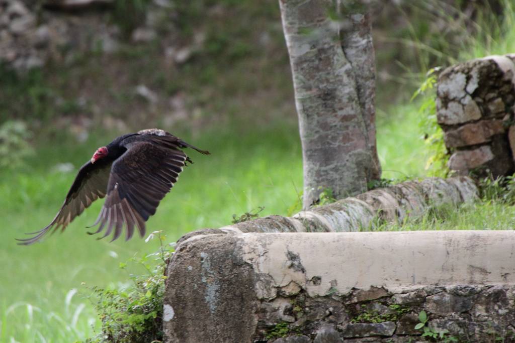 IMG_4952.JPG - Jetzt fliegt er weg.