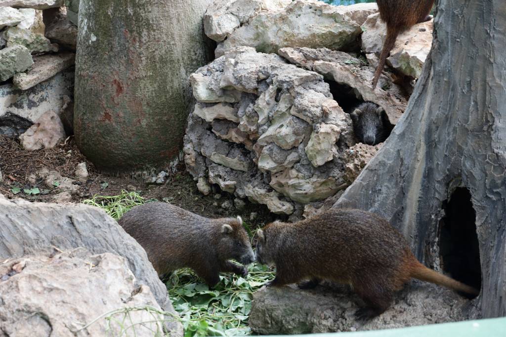 IMG_4964.JPG - Sie werden auch Jutias genannt. Das ist auch ein passenderer Name, denn sie sehen den Ratten zwar ähnlich, sind mit ihnen aber gar nicht verwandt. Die Gattung der Kuba-Baumratten oder Hutiacongas lebt nur auf Kuba. Sie sind weit verbreitet und fühlen sich in Wäldern und in den Bergen wohl.