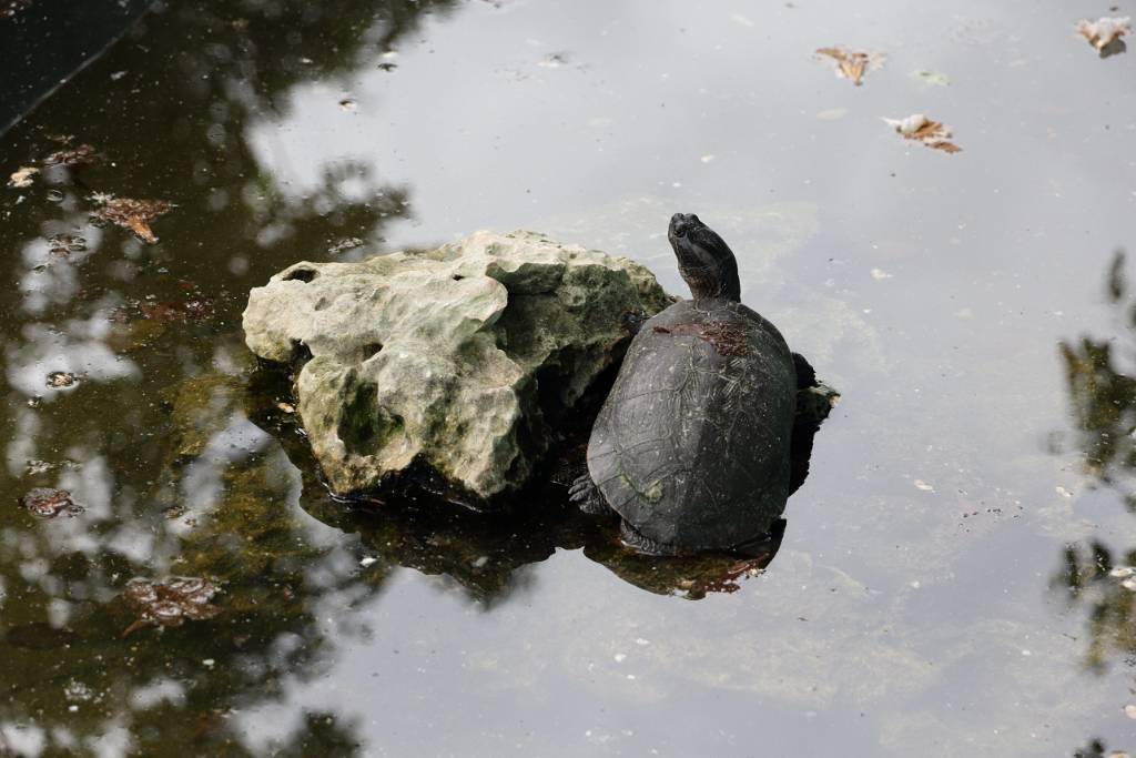 IMG_4966.JPG - Auch Schildkröten leben auf der Krokodilfarm, aber außerhalb der Krokodilgewässer.