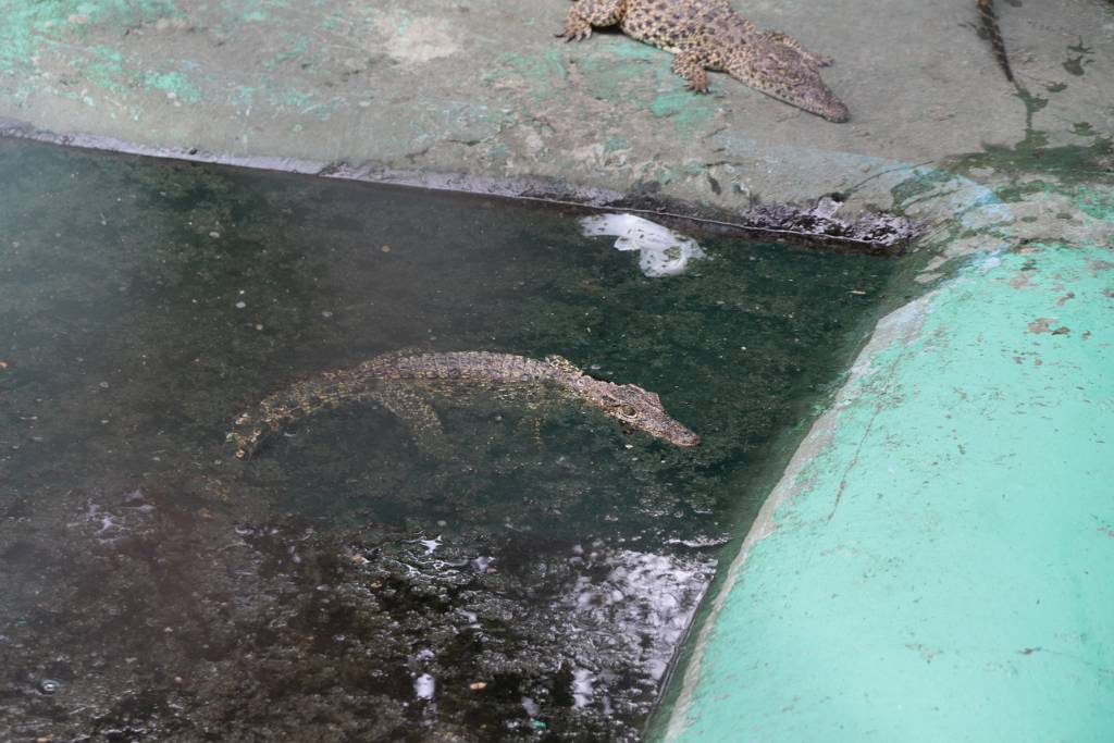 IMG_4970.JPG - Es gibt in Boca de Guama zwei Krokodilfarmen, wo insgesamt über 4.000 kubanische Krokodile in ummauerten Teichen leben.