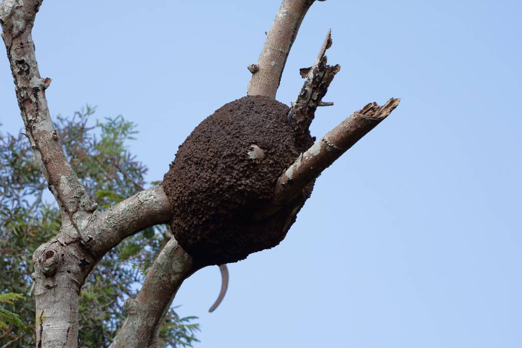 IMG_4986.JPG - Vogelnest beim Ausgang der Krokodilfarm.