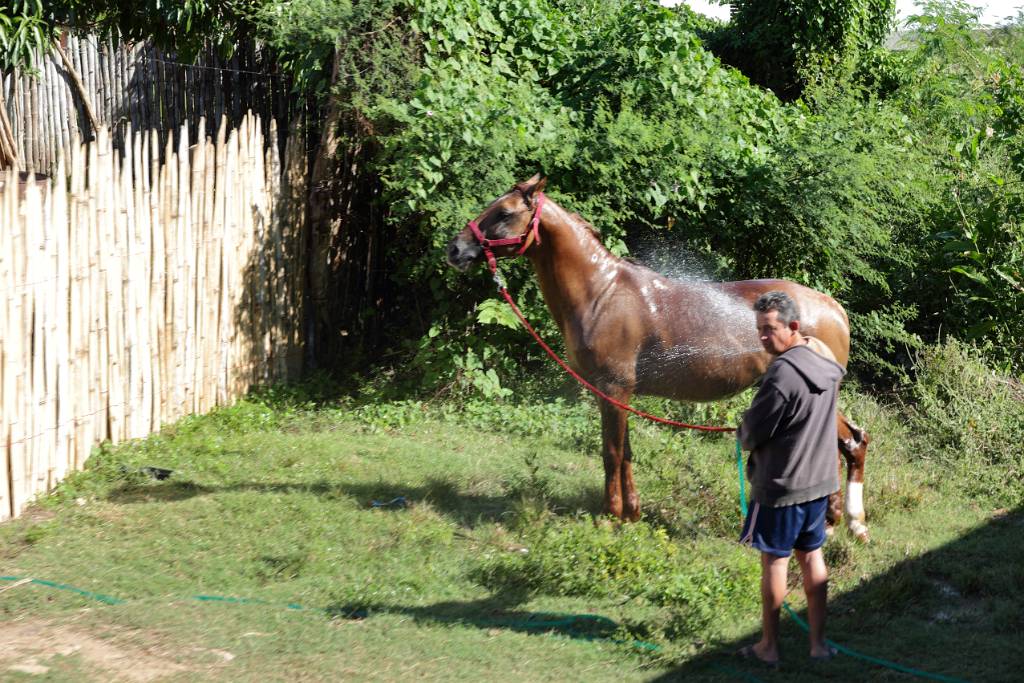 IMG_5160.JPG - Am Land ist das Pferd Transportmittel Nummer eins.