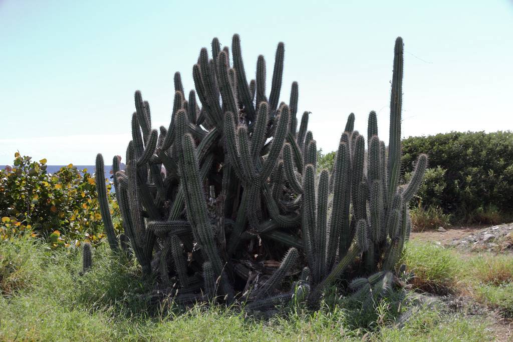 IMG_5487.JPG - Dieser Küstenabschnitt bildet einen enormen Kontrast zu den sonstigen kubanischen Landschaften.