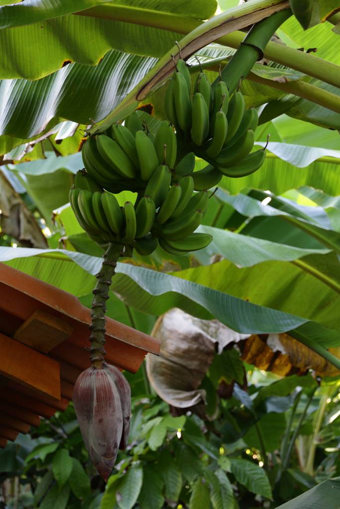 IMG_5515.JPG - Bananen mit Blüte.