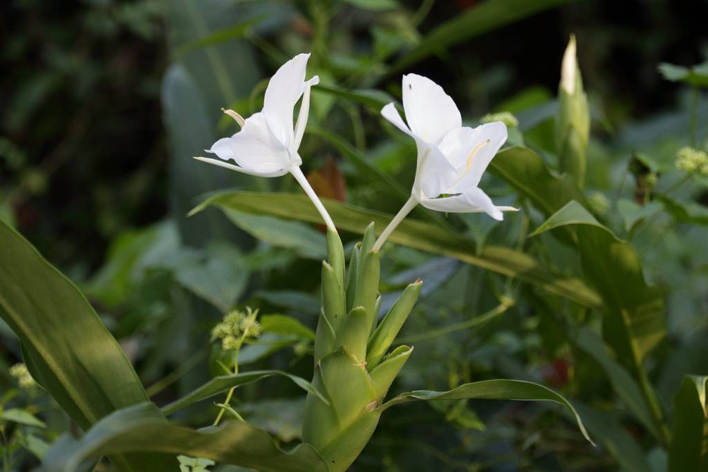 IMG_5522.JPG - Die "Mariposa Blanca", zu deutsch "weißer Schmetterling" oder Schmetterlingsjasmin, ist die Nationalblume von Kuba.