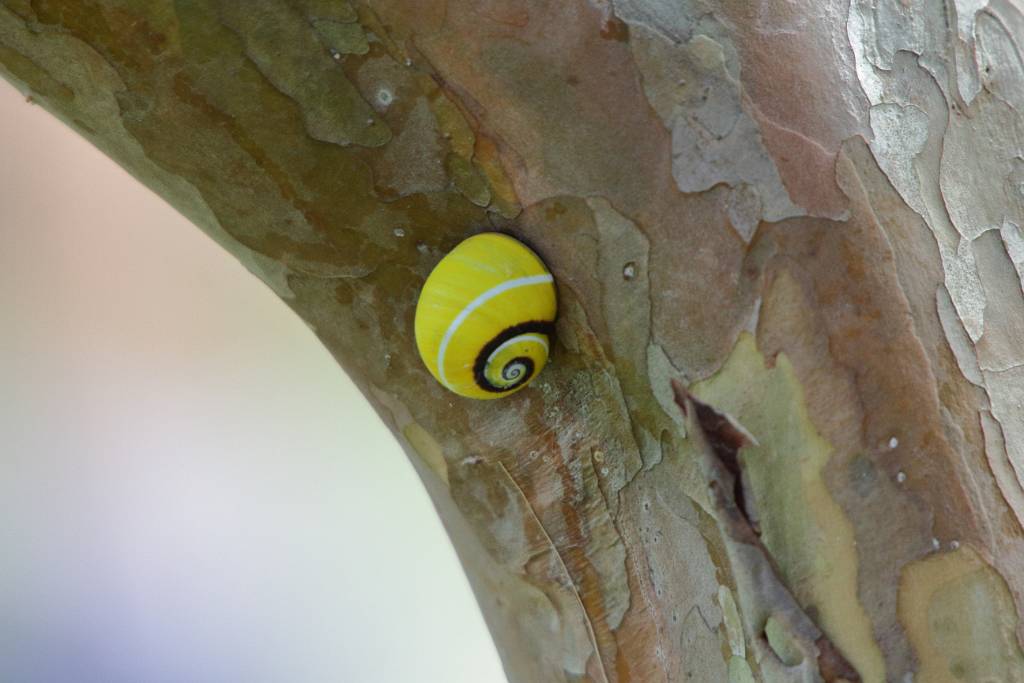 IMG_5558.JPG - Außergewöhnlich farbenprächtig sind die kubanischen Polymita-Schnecken, die auf der Insel zu den ganz besonders vom Aussterben bedrohten Arten zählen.