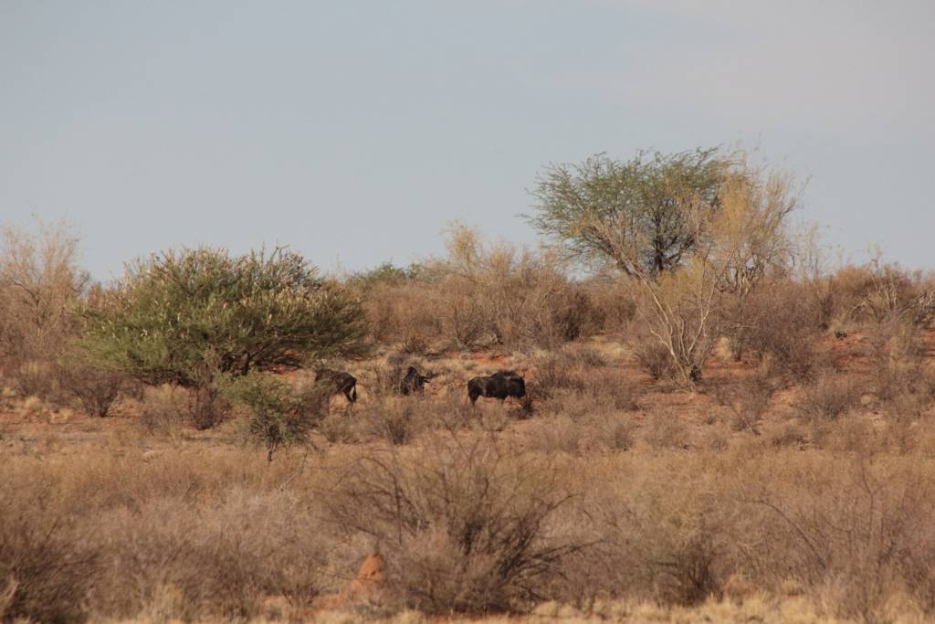 IMG_9396.JPG - Wieder ein paar Gnus. Auf unserer relativ kurzen Fahrt haben wir schon viele Tiere gesehen.