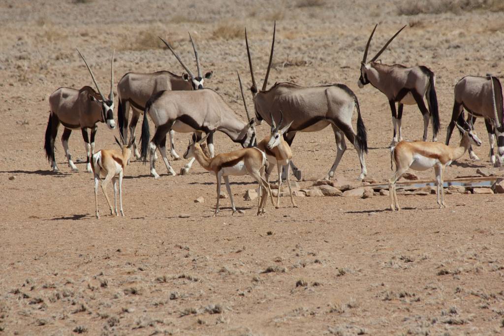 IMG_9769.JPG - Das Programm von heute verschieben wir auf morgen. Unsere Reise geht jetzt zur nächsten Unterkunft, der Namib Desert Lodge in Solitaire.