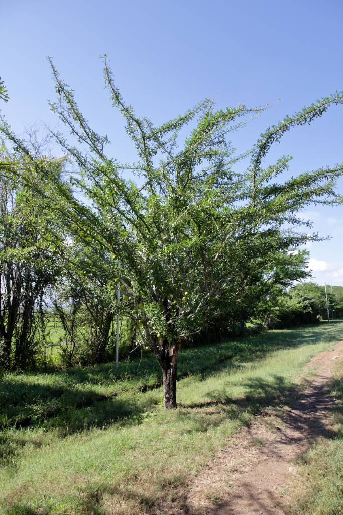 IMG_1201.JPG - Jicaro Baum - die Früchte werden zu medizinischen Zwecken verarbeitet (Hustensaft, gegen Anämie, gegen Blutungen,…...).