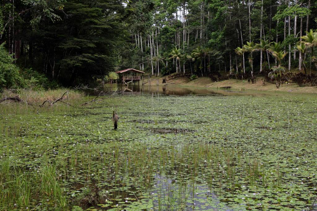 IMG_1747.JPG - Nach dem Rundgang machen wir eine kurze Verschnaufpause bei einem See. Hier sollte ein Lodge-eigenes Krokodil zu Hause sein. Aber trotz intensiver Rufe unseres lokalen Guides ließ es sich nicht blicken.