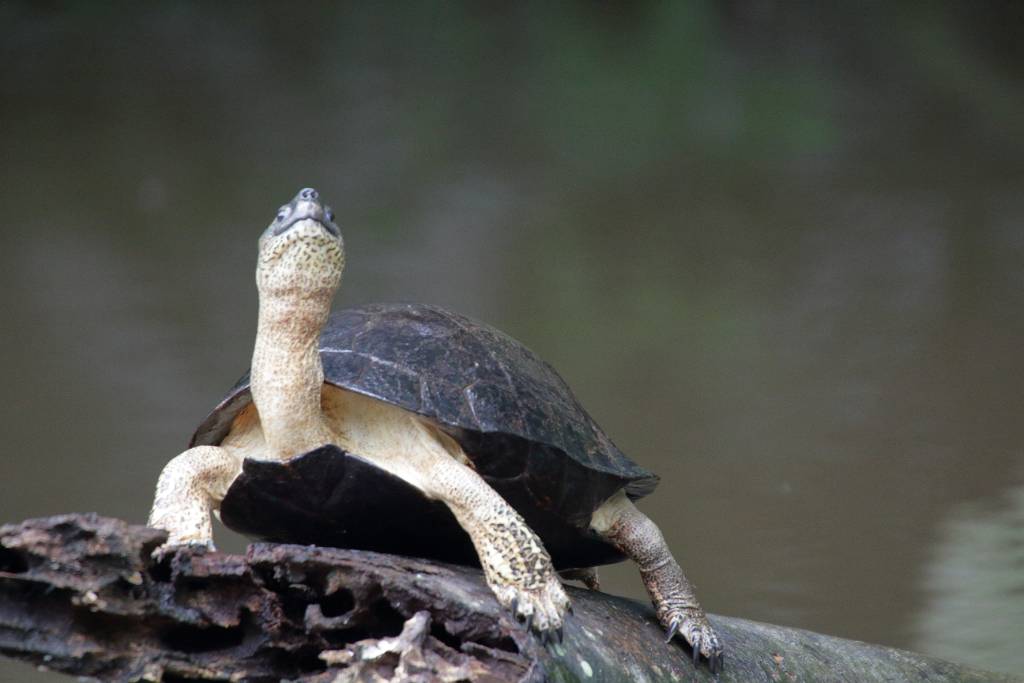 IMG_2004.JPG - Schwarze Flussschildkröte.