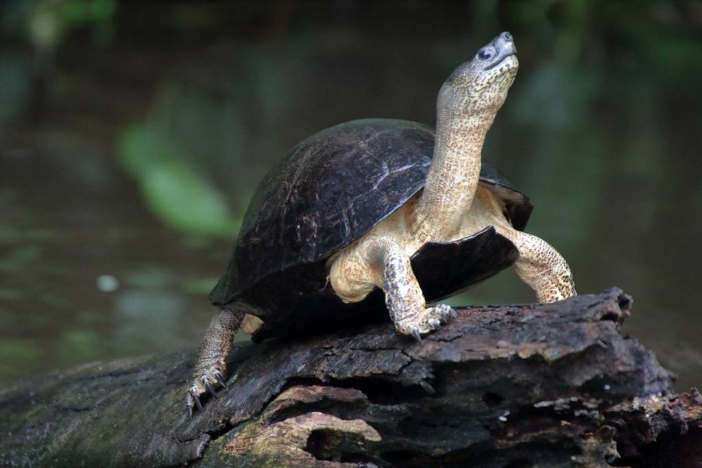 IMG_2006.JPG - Schildkröte.