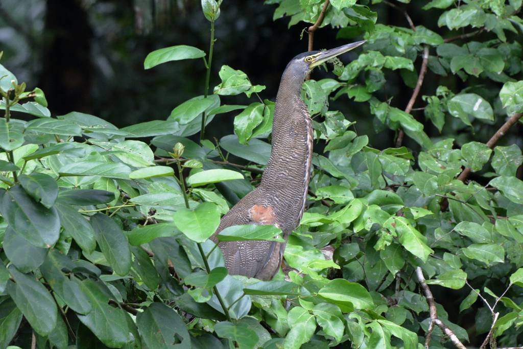 IMG_2015.JPG - Nacktkehlreiher oder Tiger Reiher (Bare-throated Tiger-Heron, Tigrisoma mexicanum).