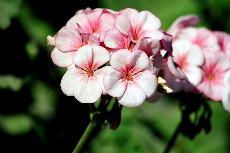 133_05_31A.jpg - Pelargonie