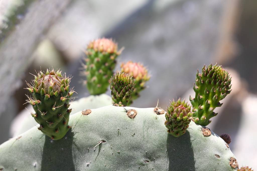 IMG_6701.JPG - Dazu werden die Kakteen mit Schildläusen "infiziert". Hier Kaktusblüten.