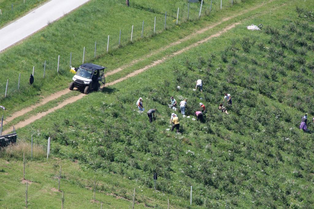 IMG_5879.JPG - Wir wissen aber nicht was, Kräuter? Beeren? Drogen?