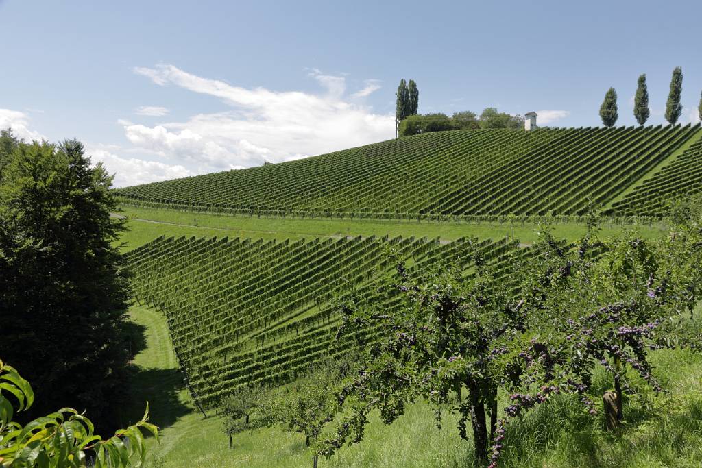 IMG_5884.JPG - Wir sind dann Richtung Gamlitz gefahren und nehmen nun den Rundwanderweg "Glanzer Weintour mit Weinkultur" in Angriff.