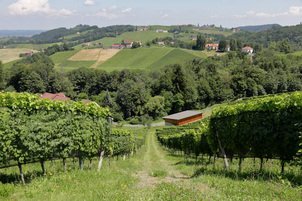 IMG_5886.JPG - Die Weintour mit Weinkultur führt vorbei an ausgezeichneten Weingütern, gemütlichen Einkehrmöglichkeiten, durch Weingärten, Wälder und Wiesen, hin zu tollen Aussichtspunkten.