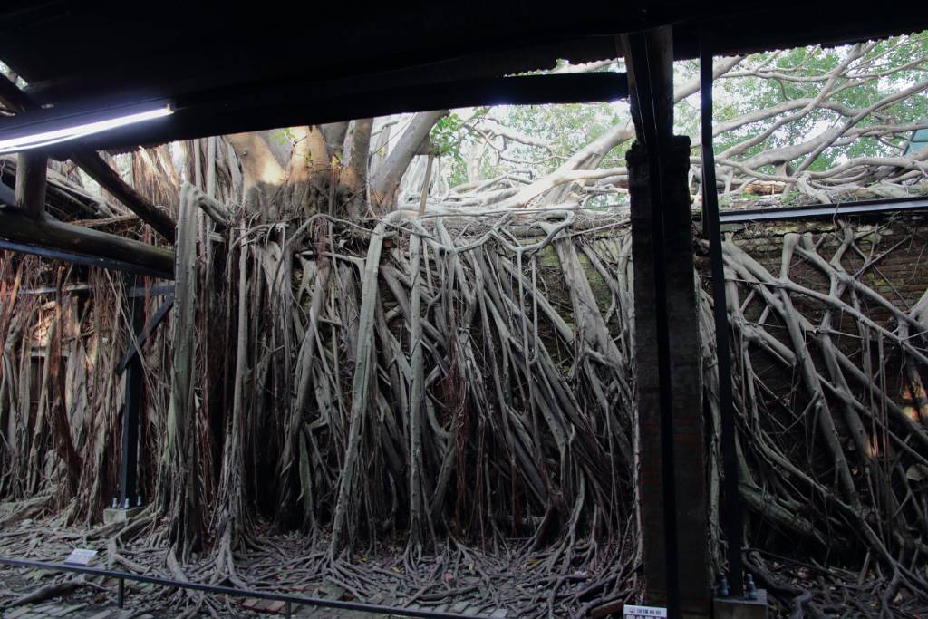 IMG_8370.JPG - Es wurde in den letzten Jahrzehnten von Banyan-Bäume überwuchert.