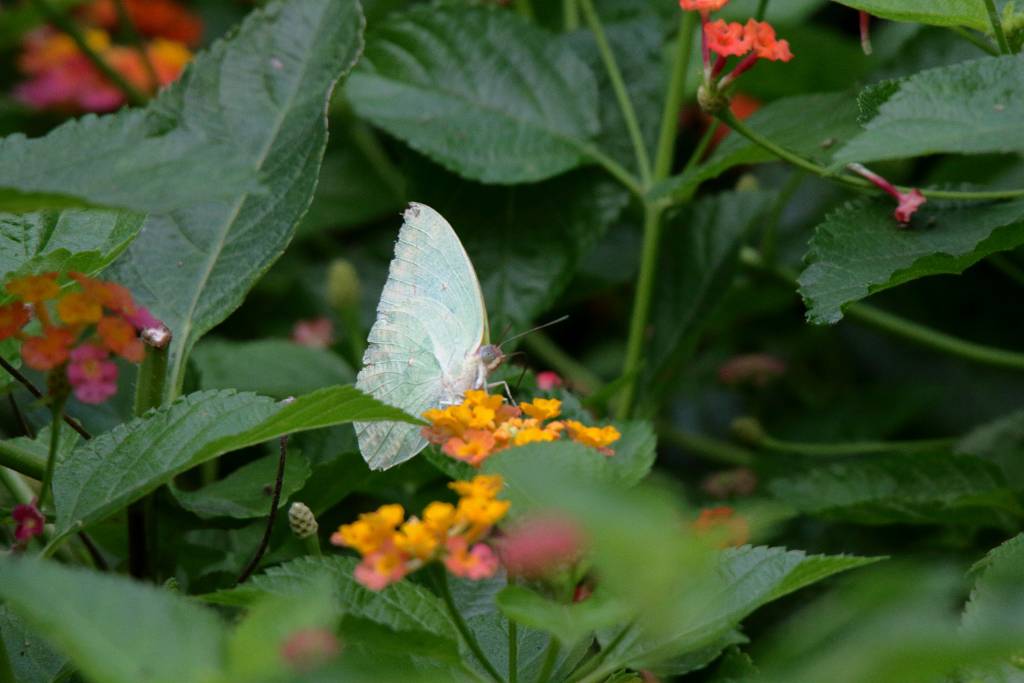 IMG_8451.JPG - Beim Zurückgehen am Wegesrand ein Schmetterling.